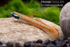 Annieae-Grundel, Stiphodon Annieae, 1 Paar -Bestes Reptilien Geschäft Stiphodon annieae 19