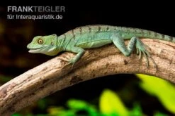 Stirnlappenbasilisk, Basiliscus Plumifrons 5 Stirnlappenbasilisk, Basiliscus Plumifrons -Bestes Reptilien Geschäft Stirnlappenbasilisk Basiliscus plumifrons 3