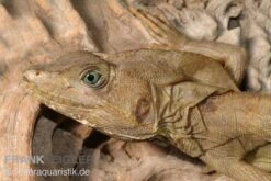 Streifenbasilisk, Basiliscus Vittatus -Bestes Reptilien Geschäft Streifenbasilisk Basiliscus vittatus 1