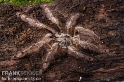 Leopardvogelspinne, Stromatopelma Calceatum XL -Bestes Reptilien Geschäft Stromatopelma calceatum 1