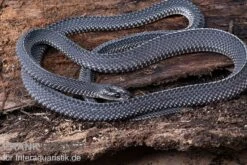 Südliche Feilennatter, Mehelya Capensis -Bestes Reptilien Geschäft Suedliche Feilennatter Mehelya capensis 3