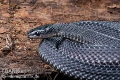 Südliche Feilennatter, Mehelya Capensis -Bestes Reptilien Geschäft Suedliche Feilennatter Mehelya capensis 5