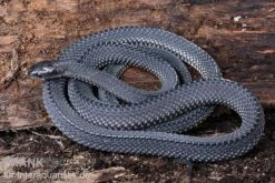 Südliche Feilennatter, Mehelya Capensis -Bestes Reptilien Geschäft Suedliche Feilennatter Mehelya capensis 6