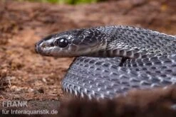 Südliche Feilennatter, Mehelya Capensis -Bestes Reptilien Geschäft Suedliche Feilennatter Mehelya capensis 7