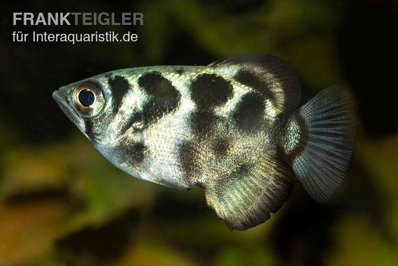 Süßwasser-Schützenfisch, Toxotes Blythii 1 Süßwasser-Schützenfisch, Toxotes Blythii