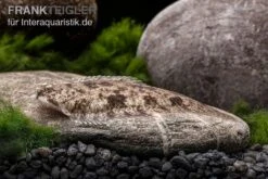 Leucorhynchos-Plattfisch, Süßwasserflunder, Achiroides Leucorhynchos -Bestes Reptilien Geschäft Suesswasserflunder Achiroides leucorhynchos 3
