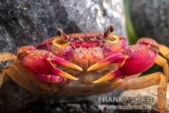 Lila Süßwasserkrabbe, Globithelphusa "indian Lilac" 15 Lila Süßwasserkrabbe, Globithelphusa "indian Lilac" -Bestes Reptilien Geschäft Suesswasserkrabbe Globithelphusa indian lilac n3