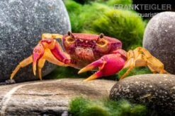 Lila Süßwasserkrabbe, Globithelphusa "indian Lilac" 12 Lila Süßwasserkrabbe, Globithelphusa "indian Lilac" -Bestes Reptilien Geschäft Suesswasserkrabbe Globithelphusa indian lilac n4