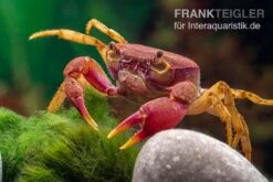 Lila Süßwasserkrabbe, Globithelphusa "indian Lilac" 13 Lila Süßwasserkrabbe, Globithelphusa "indian Lilac" -Bestes Reptilien Geschäft Suesswasserkrabbe Globithelphusa indian lilac n7