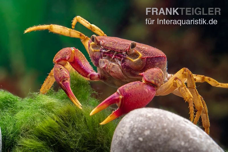 Lila Süßwasserkrabbe, Globithelphusa "indian Lilac" 4 Lila Süßwasserkrabbe, Globithelphusa "indian Lilac" – Bild 4