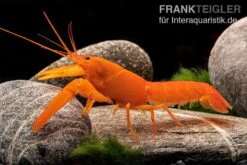 Superorangener Aprikosenkrebs, Cherax Cf. Holthuisi -Bestes Reptilien Geschäft Superorangener Aprikosenkrebs Cherax cf holthuisi 03