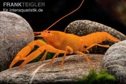 Superorangener Aprikosenkrebs, Cherax Cf. Holthuisi -Bestes Reptilien Geschäft Superorangener Aprikosenkrebs Cherax cf holthuisi 05