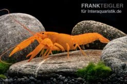 Superorangener Aprikosenkrebs, Cherax Cf. Holthuisi -Bestes Reptilien Geschäft Superorangener Aprikosenkrebs Cherax cf holthuisi 06