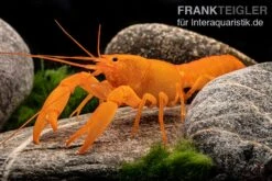 Superorangener Aprikosenkrebs, Cherax Cf. Holthuisi -Bestes Reptilien Geschäft Superorangener Aprikosenkrebs Cherax cf holthuisi 07