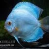 Diskusfisch ASIA-NZ, Symphysodon Discus Blue Sapphire
