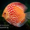 Diskusfisch ASIA-NZ, Symphysodon Discus Red Magic