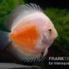 Diskusfisch ASIA-NZ, Symphysodon Discus Red White