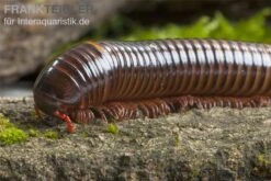 Westafrikanischer Tausendfüßer, Telodeinopus Assiensis 5 Westafrikanischer Tausendfüßer, Telodeinopus Assiensis -Bestes Reptilien Geschäft Telodeinopus assiensis westafrikanischer Tausendfue