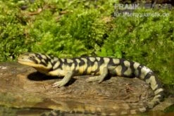 Tigersalamander, Ambystoma Tigrinum Tigrinum -Bestes Reptilien Geschäft Tigersalamander Ambystoma tigrinum tigrinum1