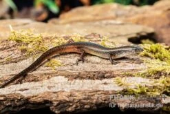 Togo-Skink, Panaspis Togoensis -Bestes Reptilien Geschäft Togo Skink Panaspis togoensis 3