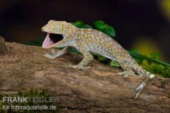 Tokeh, Gekko Gecko -Bestes Reptilien Geschäft Tokeh Gekko gecko 3