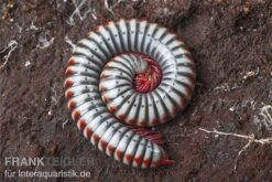 Regenbogentausendfüßer, Tonkinbolus Dollfusi -Bestes Reptilien Geschäft Tonkinbolus dollfusi 10