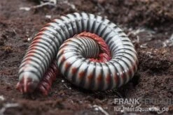 Regenbogentausendfüßer, Tonkinbolus Dollfusi -Bestes Reptilien Geschäft Tonkinbolus dollfusi 11