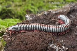 Regenbogentausendfüßer, Tonkinbolus Dollfusi -Bestes Reptilien Geschäft Tonkinbolus dollfusi 16