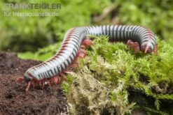 Regenbogentausendfüßer, Tonkinbolus Dollfusi -Bestes Reptilien Geschäft Tonkinbolus dollfusi 19