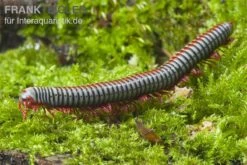 Regenbogentausendfüßer, Tonkinbolus Dollfusi -Bestes Reptilien Geschäft Tonkinbolus dollfusi 2