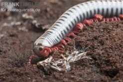 Regenbogentausendfüßer, Tonkinbolus Dollfusi -Bestes Reptilien Geschäft Tonkinbolus dollfusi 20