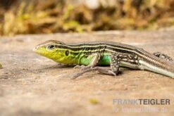 Tüpfelrennechse, Cnemidophorus Lemniscatus