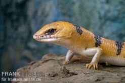 Tunesischer Nachtskink, Scincopus Fasciatus -Bestes Reptilien Geschäft Tunesischer Nachtskink Scincopus fasciatus 3