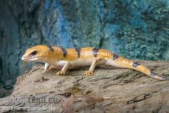 Tunesischer Nachtskink, Scincopus Fasciatus -Bestes Reptilien Geschäft Tunesischer Nachtskink Scincopus fasciatus 4