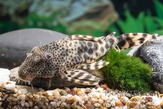 Ucayali-Zwergschilderwels, L205, Peckoltia Sp. 1 Ucayali-Zwergschilderwels, L205, Peckoltia Sp.