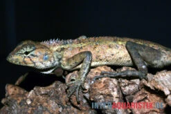 Waldgarteneidechse, Calotes Emma -Bestes Reptilien Geschäft Waldgarteneidechse Calotes emma2