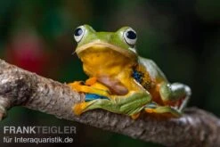 Wallace-Flugfrosch, Rhacophorus Nigropalmatus 7 Wallace-Flugfrosch, Rhacophorus Nigropalmatus -Bestes Reptilien Geschäft Wallace Flugfrosch Racophorus nigropalmatus 3