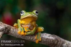 Wallace-Flugfrosch, Rhacophorus Nigropalmatus 8 Wallace-Flugfrosch, Rhacophorus Nigropalmatus -Bestes Reptilien Geschäft Wallace Flugfrosch Racophorus nigropalmatus 4