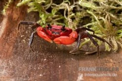 Wasserfall-Krabbe, Phricothelphusa Limula -Bestes Reptilien Geschäft Wasserfall Krabbe Phricothelphusa limula 3