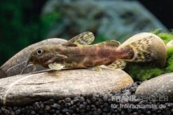 Waterlots Fiederbartwels, Synodontis Waterloti 5 Waterlots Fiederbartwels, Synodontis Waterloti -Bestes Reptilien Geschäft Waterlots Fiederbartwels Synodontis waterloti neu 1