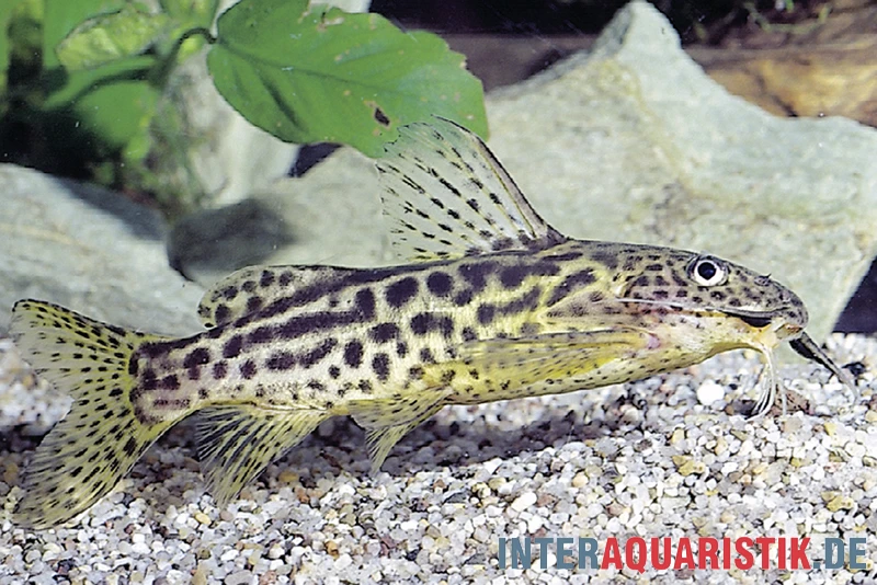 Waterlots Fiederbartwels, Synodontis Waterloti 2 Waterlots Fiederbartwels, Synodontis Waterloti – Bild 2