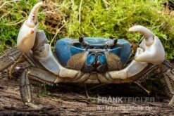 Weihnachtsinsel-Krabbe, Discoplax Celeste -Bestes Reptilien Geschäft Weihnachtsinsel Krabbe Discoplax celeste 3