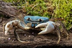 Weihnachtsinsel-Krabbe, Discoplax Celeste -Bestes Reptilien Geschäft Weihnachtsinsel Krabbe Discoplax celeste 4