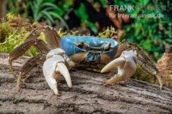 Weihnachtsinsel-Krabbe, Discoplax Celeste -Bestes Reptilien Geschäft Weihnachtsinsel Krabbe Discoplax celeste 5