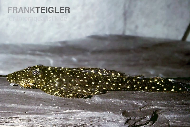 Weißpunkt-Fliegerharnischwels, Pseudolithoxus Anthrax "L235" 1 Weißpunkt-Fliegerharnischwels, Pseudolithoxus Anthrax "L235"