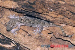 Weißpunktmauergecko, Tarentola Annularis