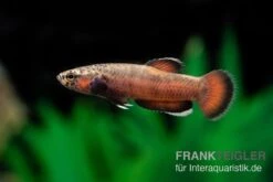 Weißsaum-Zwergkampffisch "Sebuku", Betta Albimarginata "Sebuku"