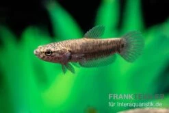 Weißsaum-Zwergkampffisch "Sebuku", Betta Albimarginata "Sebuku" -Bestes Reptilien Geschäft Weisssaum Zwergkampffisch Sebuku Betta albimarginata Sebuku 4