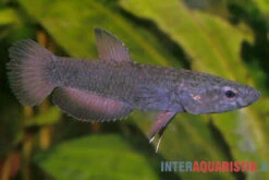 Weißsaum-Zwergkampffisch "Malinau", Betta Albimarginata "Malinau", Paarweise -Bestes Reptilien Geschäft Weisssssaum Zwergkampffisch Malinau Betta albimarginata Malinau 3