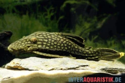 Wels L 330 Panaque Spec -Bestes Reptilien Geschäft Wels L 330 Panaque spec neu 2